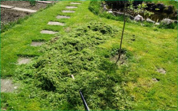 EM Anwendungen für den Garten › Bodenständig