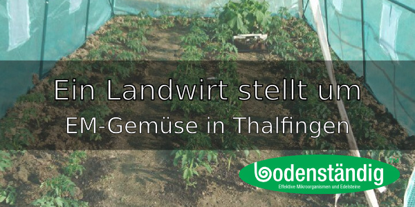 EM-Gemüse in Bio-Qualität – Ein Landwirt in Thalfingen stellt um