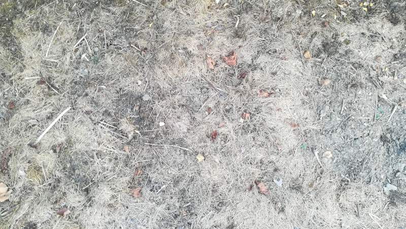 Bokashi-Mulch bei Dürre - Rasenschnitt. Keine Risse entstehen
