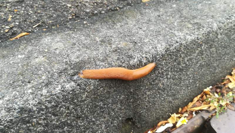 Nacktschnecken auf Beton