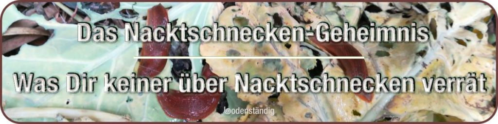 Nacktschnecken