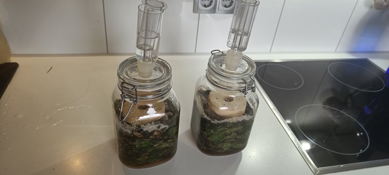 Wildpflanzen Fermentieren